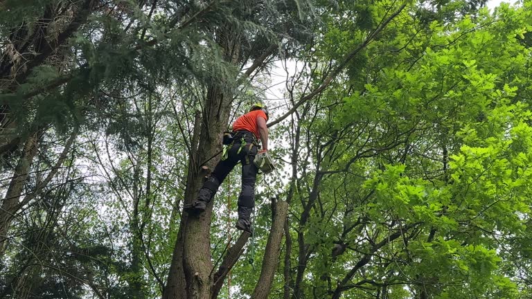 Best Leaf Removal  in Greenwich, OH